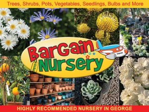 Highly Recommended Nursery in George