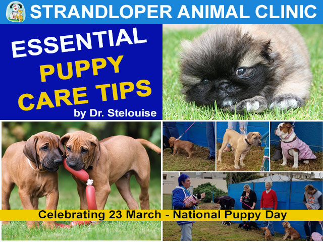 Essential Puppy Care Tips