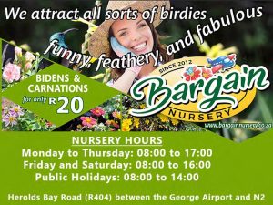 Bidens and Carnations Sold at Bargain Nursery in George