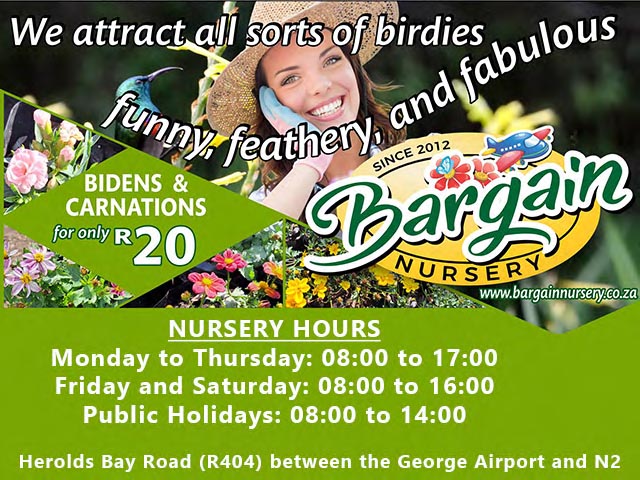 Bidens and Carnations Sold at Bargain Nursery in George